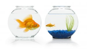 Les clés pour vaincre l'envie