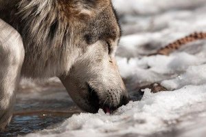 Deux loups dans le cœur, ou une réflexion sur notre pouvoir de décision