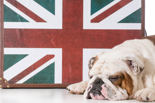Le bulldog anglais : un chien au caractère très agréable