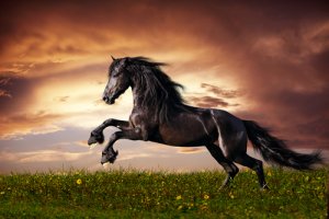 Savez-vous d'où viennent les chevaux?