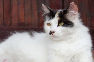 L'instinct maternel des chattes : comment se comporte la future maman ?