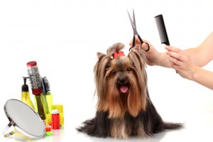 Astuces et conseils pour brosser votre chien
