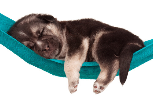 Les rêves des chiens : avez-vous déjà regardé votre chien dormir ?