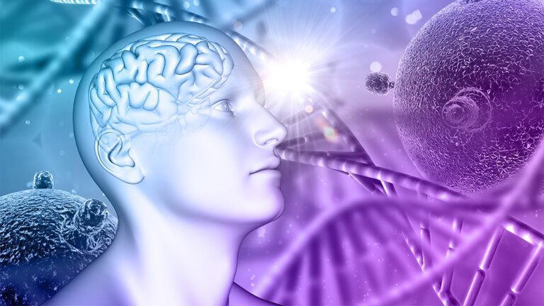 Le cerveau a-t-il un sexe ?