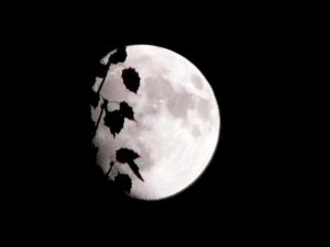 Les énigmes du silence