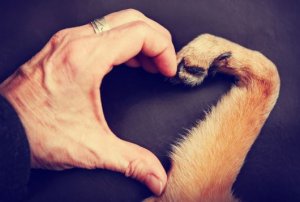 7 choses que mon chien m'a appris