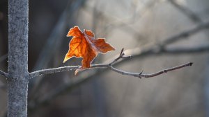 La dépression et la souffrance silencieuse