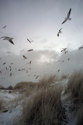 mouettes