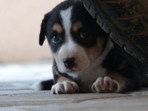 Comprendre la peur pour mieux l'affronter