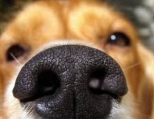 25 merveilleux cadeaux que nous font nos chiens