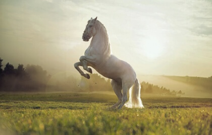 shutterstock_166340729-420x268