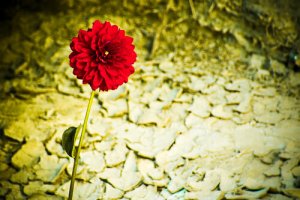 Personnalités résistantes, personnalités fortes