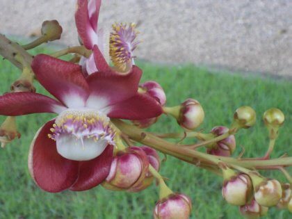 1623719_455380024588109_1550451105_n-420x315