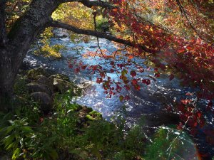 Ce que vous niez vous soumet, ce que vous acceptez vous transforme