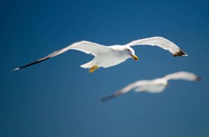 Soyons nous-mêmes !