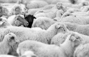 Le mouton noir