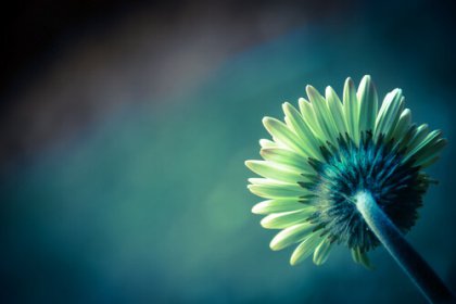 fleur
