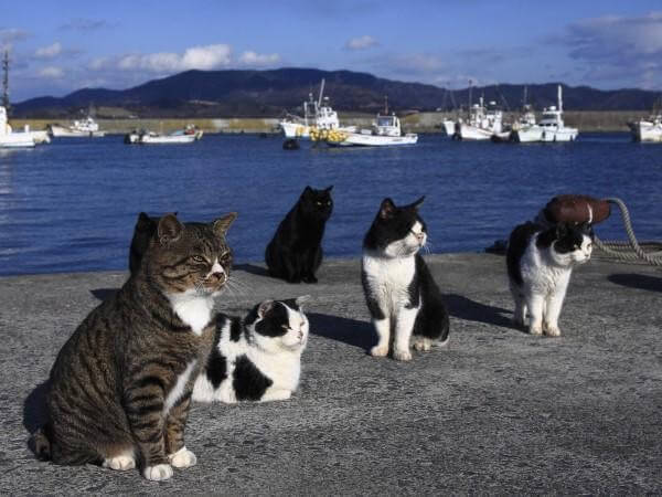 L'île des chats