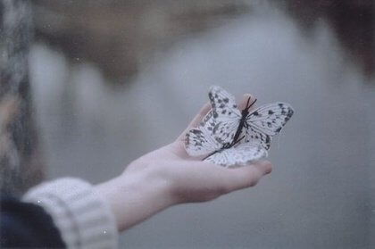 papillon