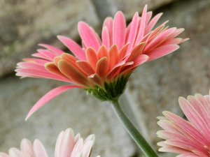 Pourquoi l'estime de soi est-elle si importante ?