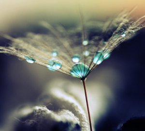 La vulnérabilité est votre force (résilience)