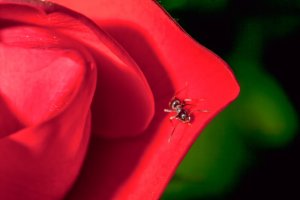 La rose et le crapaud