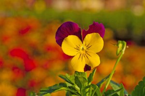 Parier sur l'intuition