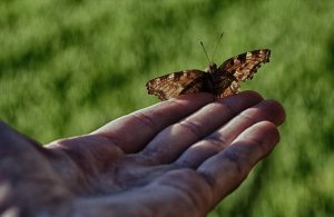 Que ne doit-on pas faire pour aider les autres ? (L'histoire de l'homme et du papillon)