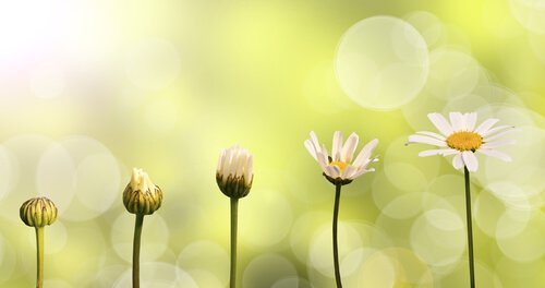 shutterstock_249469894