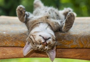 Les 4 vertus de la sieste