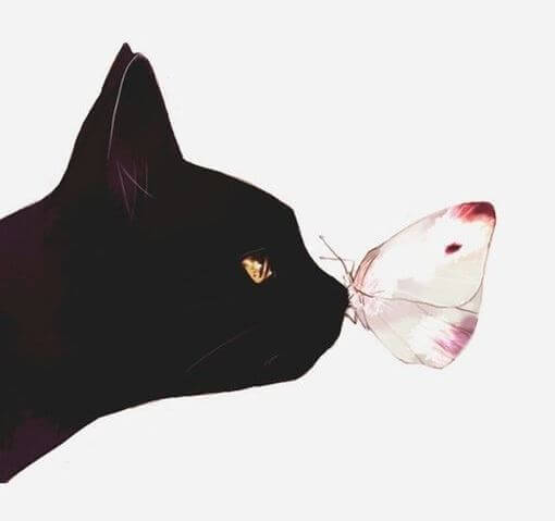 chat-papillon