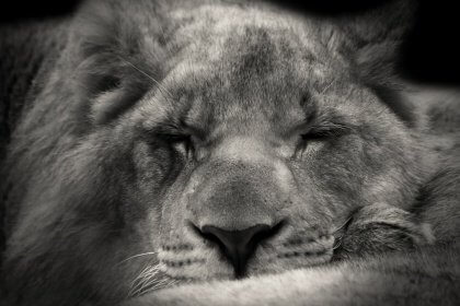 lion-610625_1920-420x280