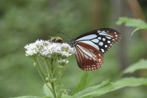 Volez comme un papillon et piquez comme une abeille
