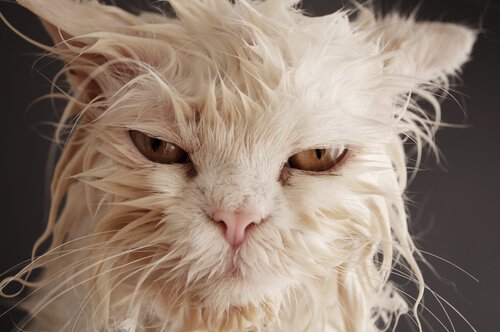 chat