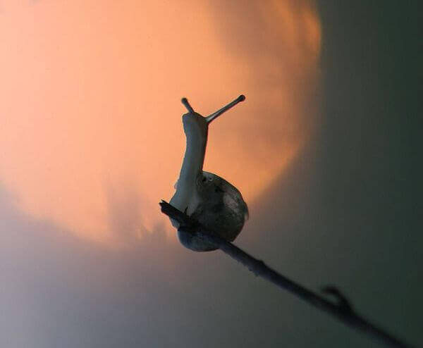 Escargot-sur-une-branche