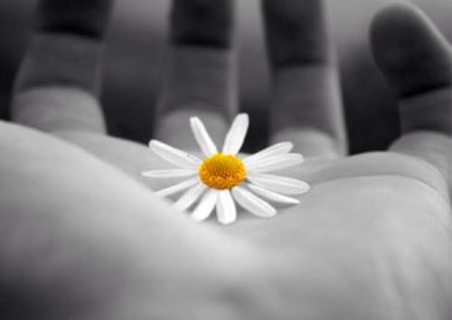Main-avec-marguerite