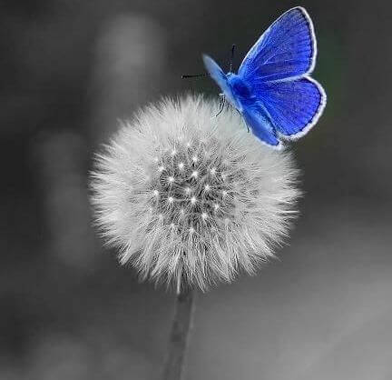 diente-de-leon-con-mariposa-azul