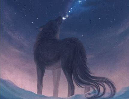 loup dans la nuit