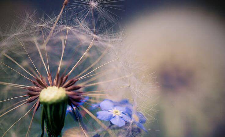 pissenlit avec fleur bleue