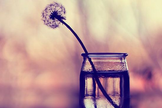 pissenlit dans un verre