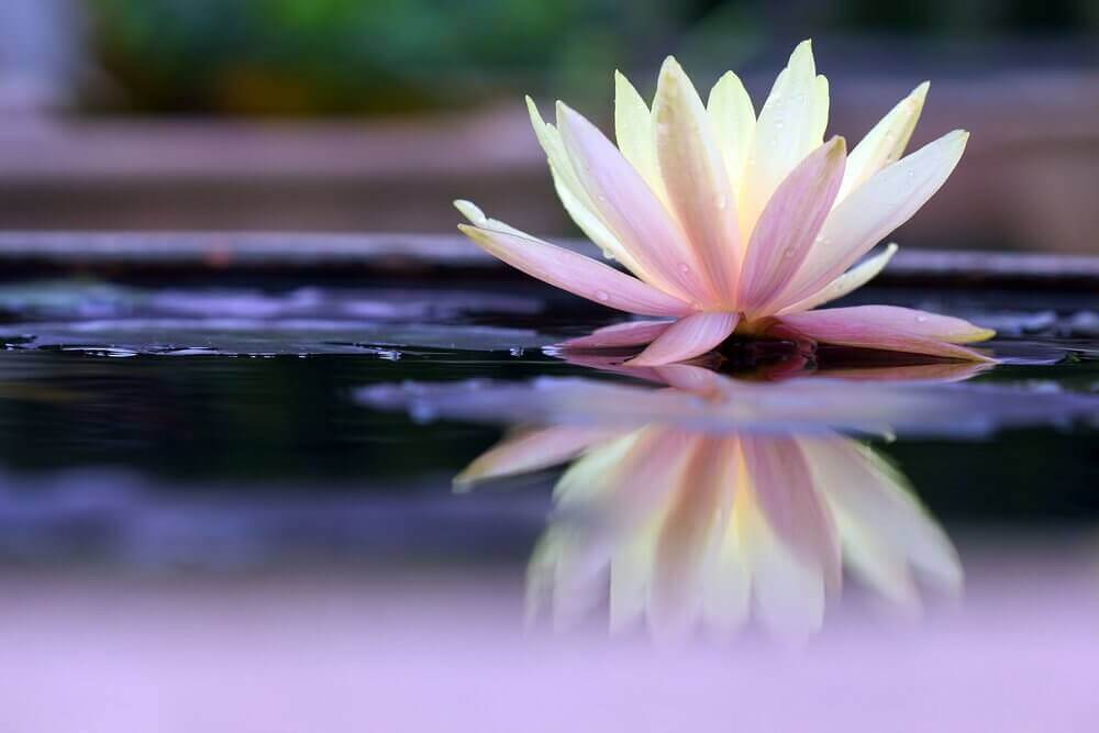 Flor-de-nenufar-sobre-agua