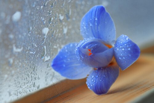 Floz-azul-al-lado-de-una-ventana-mojada-por-la-lluvia