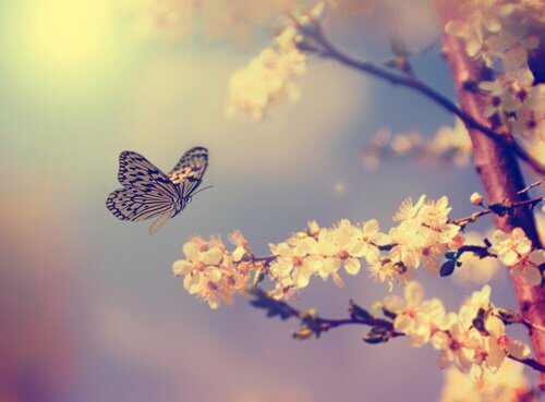 Mariposa-volando-cerca-de-un-arbol
