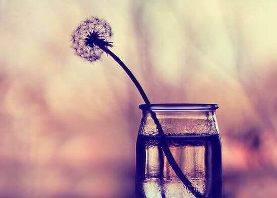 Pissenlit-dans-vase-en-verre