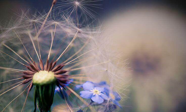 Pissenlit-fleur-bleue