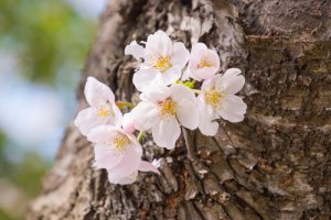 Qu'est-ce qui rend certaines personnes plus résiliantes que d'autres ?