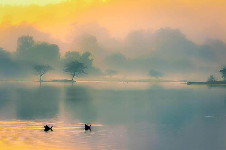 paysage avec du brouillard et deux cygnes
