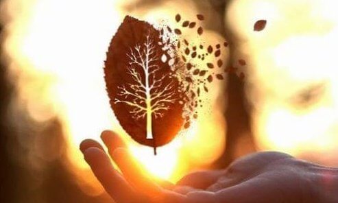 Feuille-coupee-e1456698360218