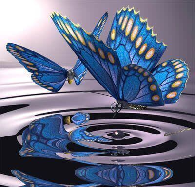 Papillon-changements