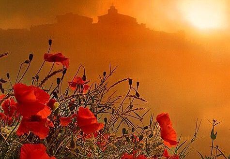 Paysage-de-coquelicots